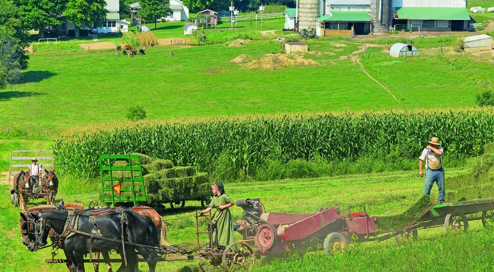 plain dressed Amish working with horse powered farm equipment