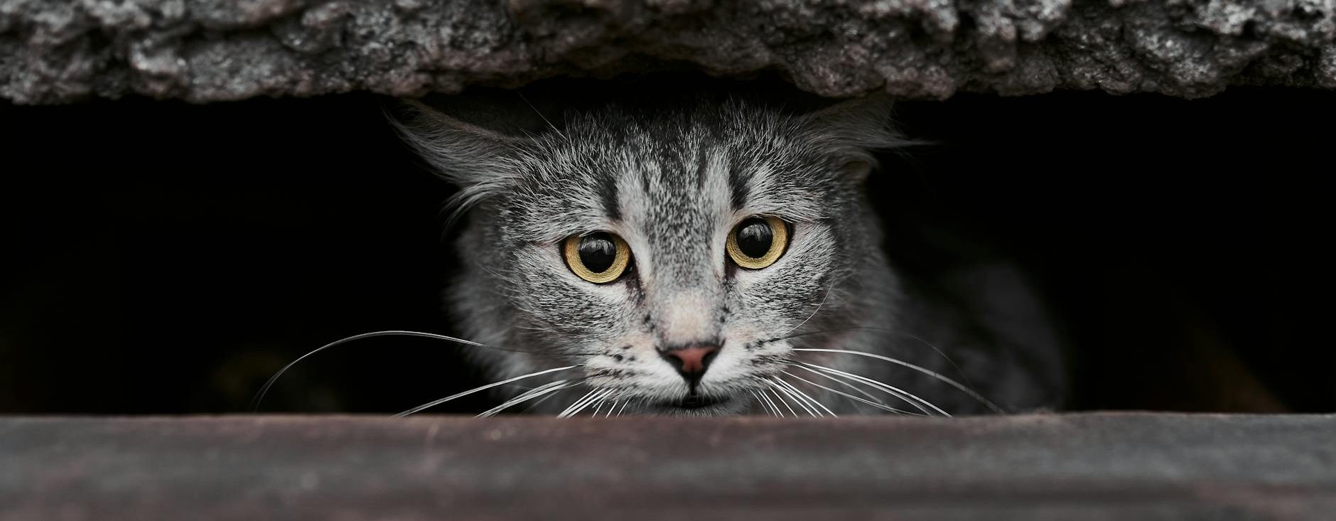 Mamacita, or Willow if You Prefer: A Cat with All the Wisdom of her Species